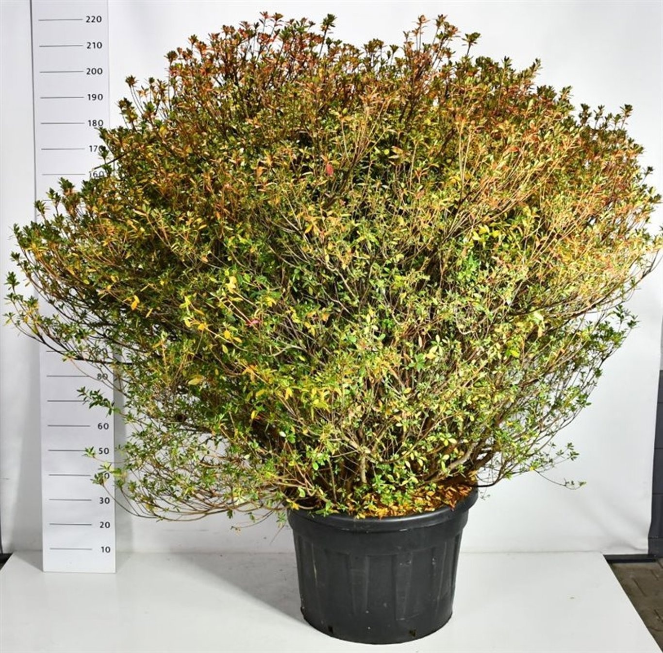 Rhododendron (AJ) 'Aladdin Scout', D 77