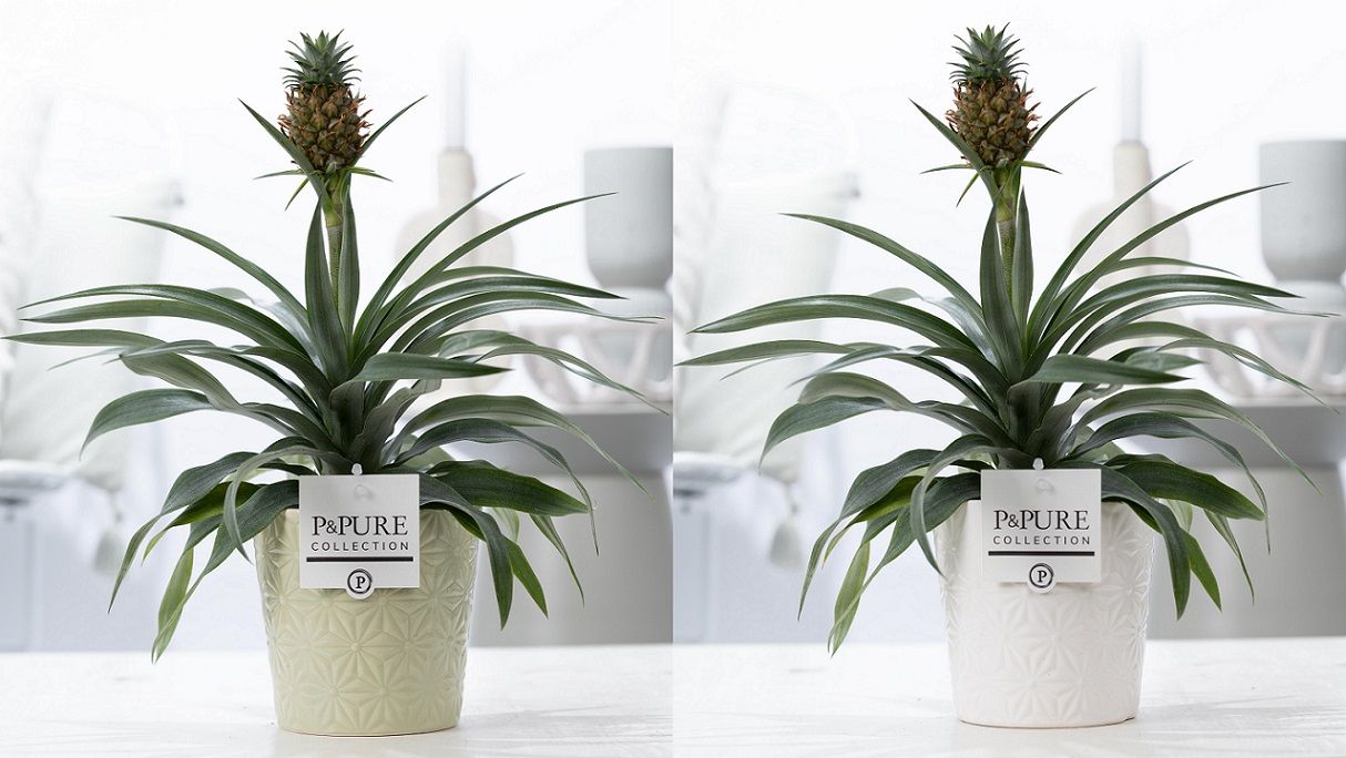 Ananas Rosita in P&PURE Juliette ceramics ass. 3, D 12