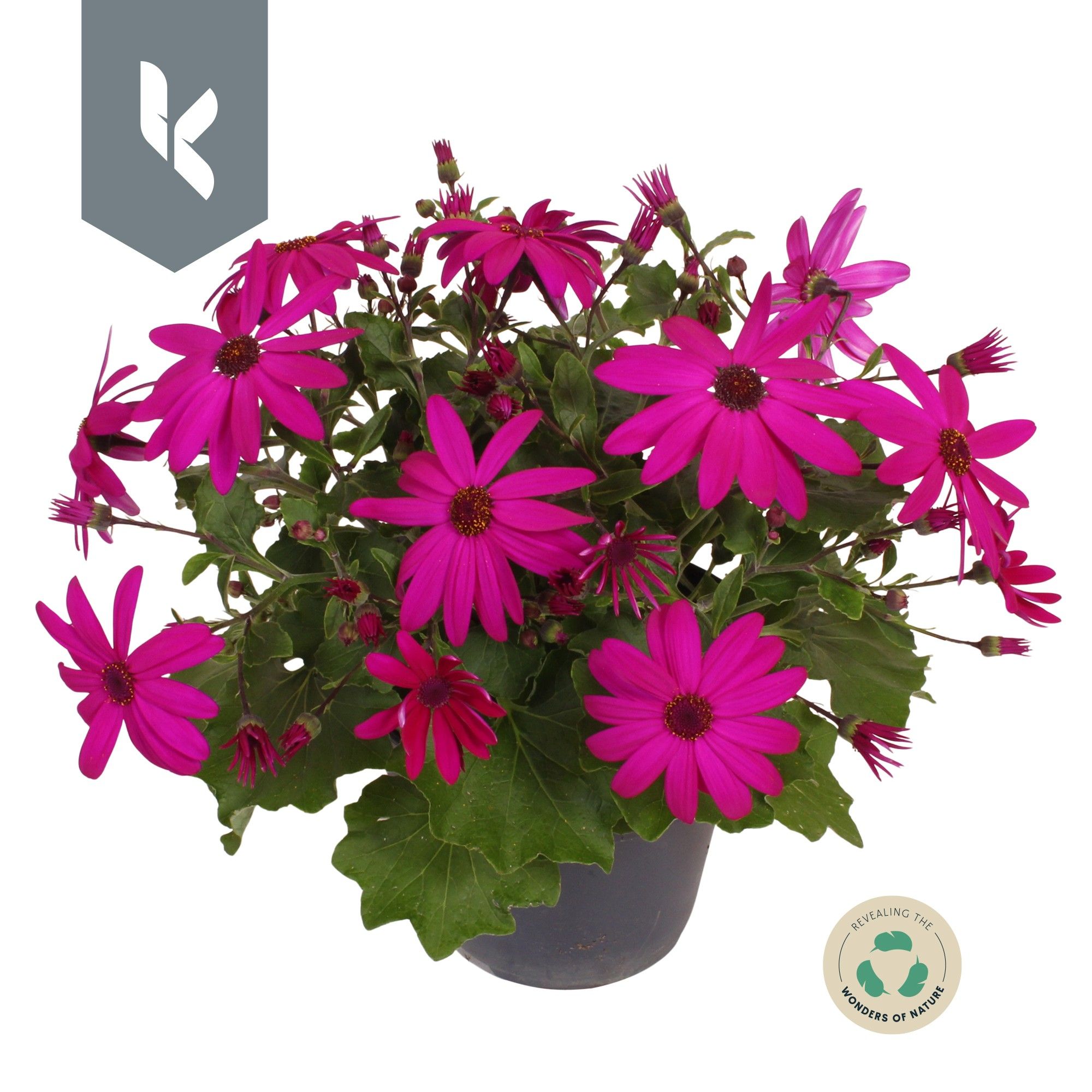 Senetti Magenta, D 15