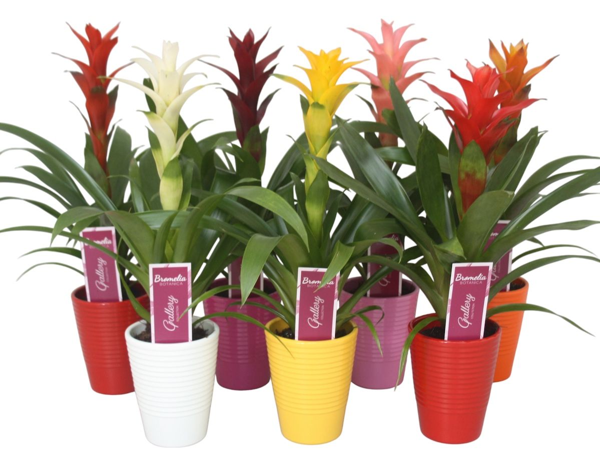 Guzmania gemengd in 5 kl. ribbel keramiek, D 11