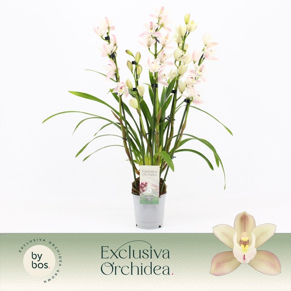 Cymbidium, Yuki 5-spike 'Exclusiva Orchidea', D 12