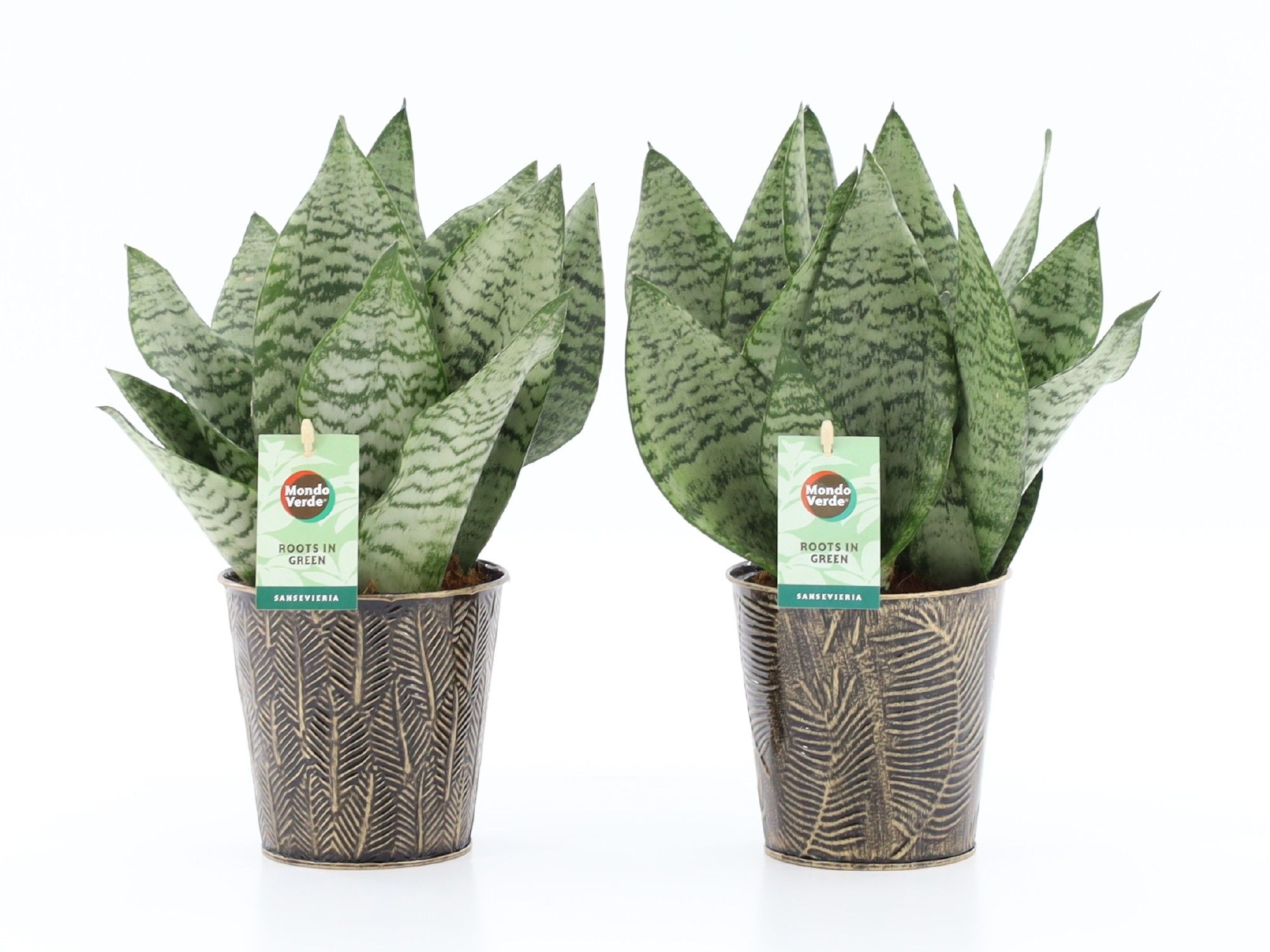 Sansevieria Black Coral in Iron Leaf, D 13