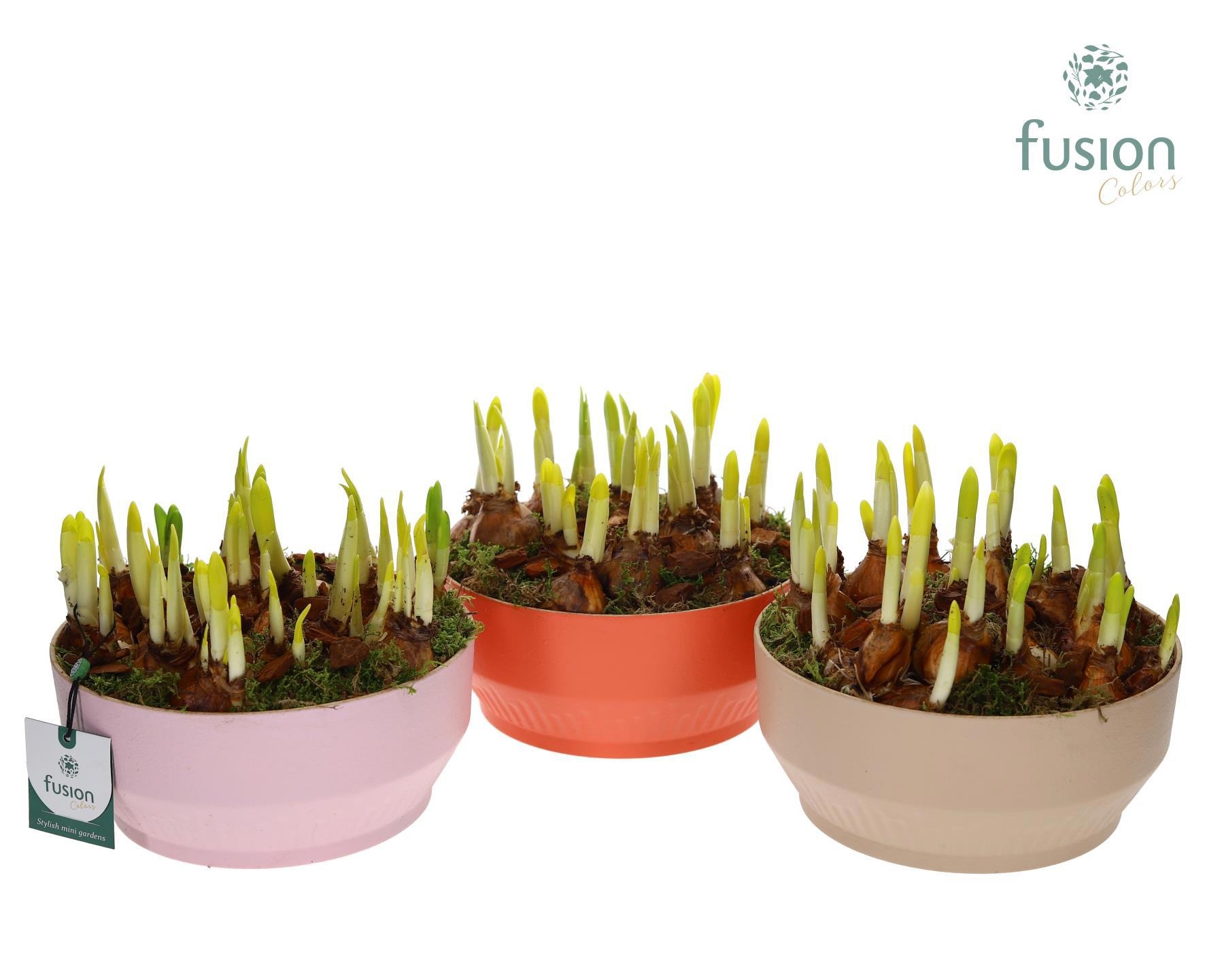 Biologisch afbreekbare schaal Medium met Narcis, D 20