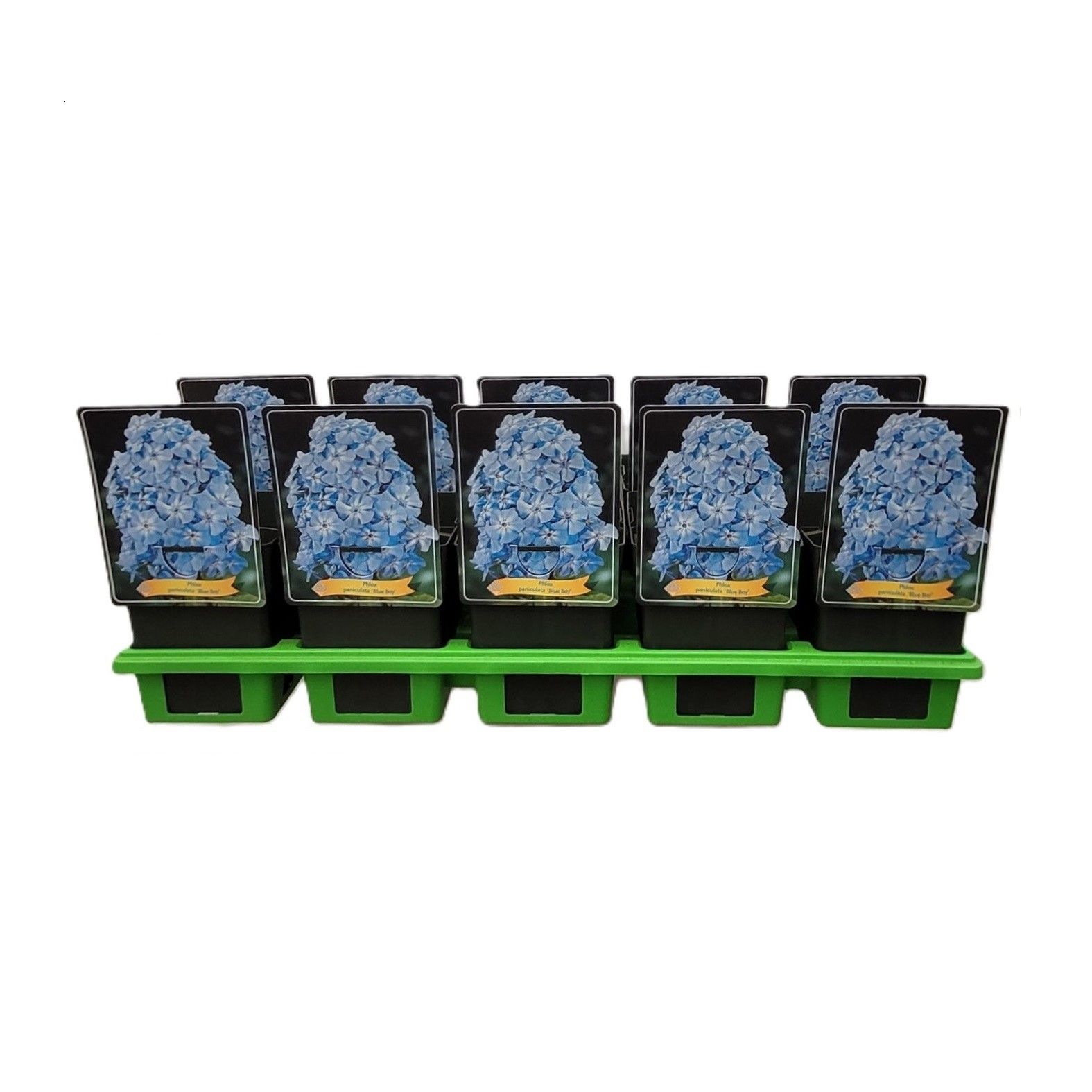 Phlox Paniculata 'Blue Boy' P11, D 11 cm