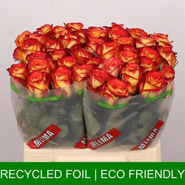 Роза од. Фаефокс 40, шт.