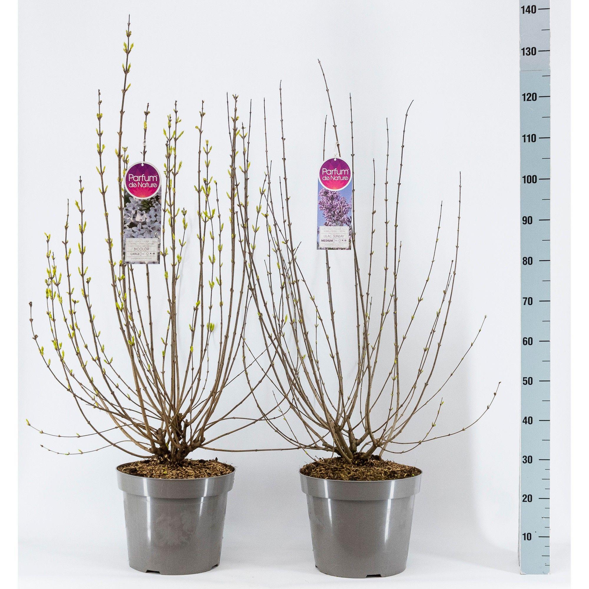 Syringa Botanisch, 3-jarig, C15 Solitair mix, D 32