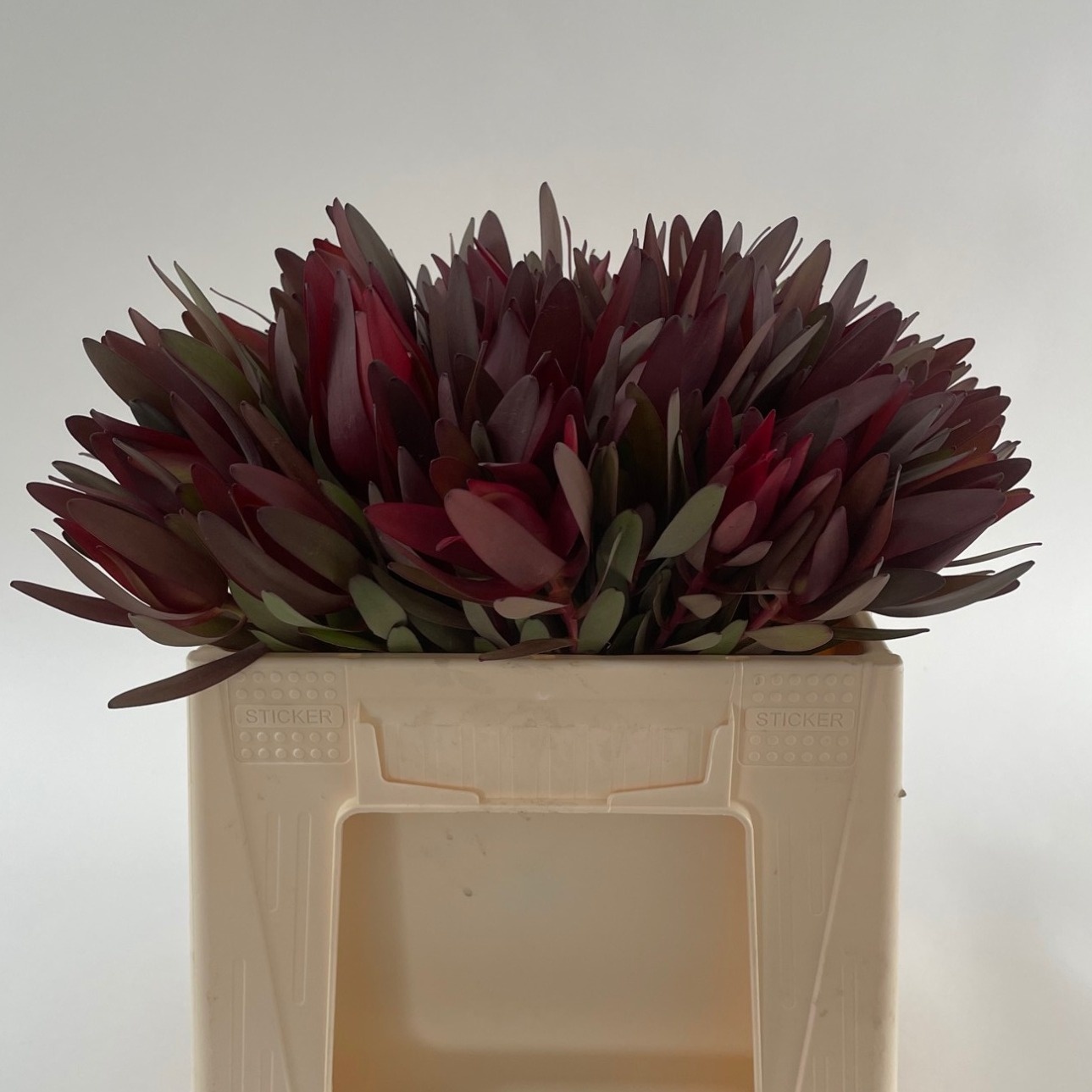 Леукадендрон Сафари Сансет 35 (красн.), шт.