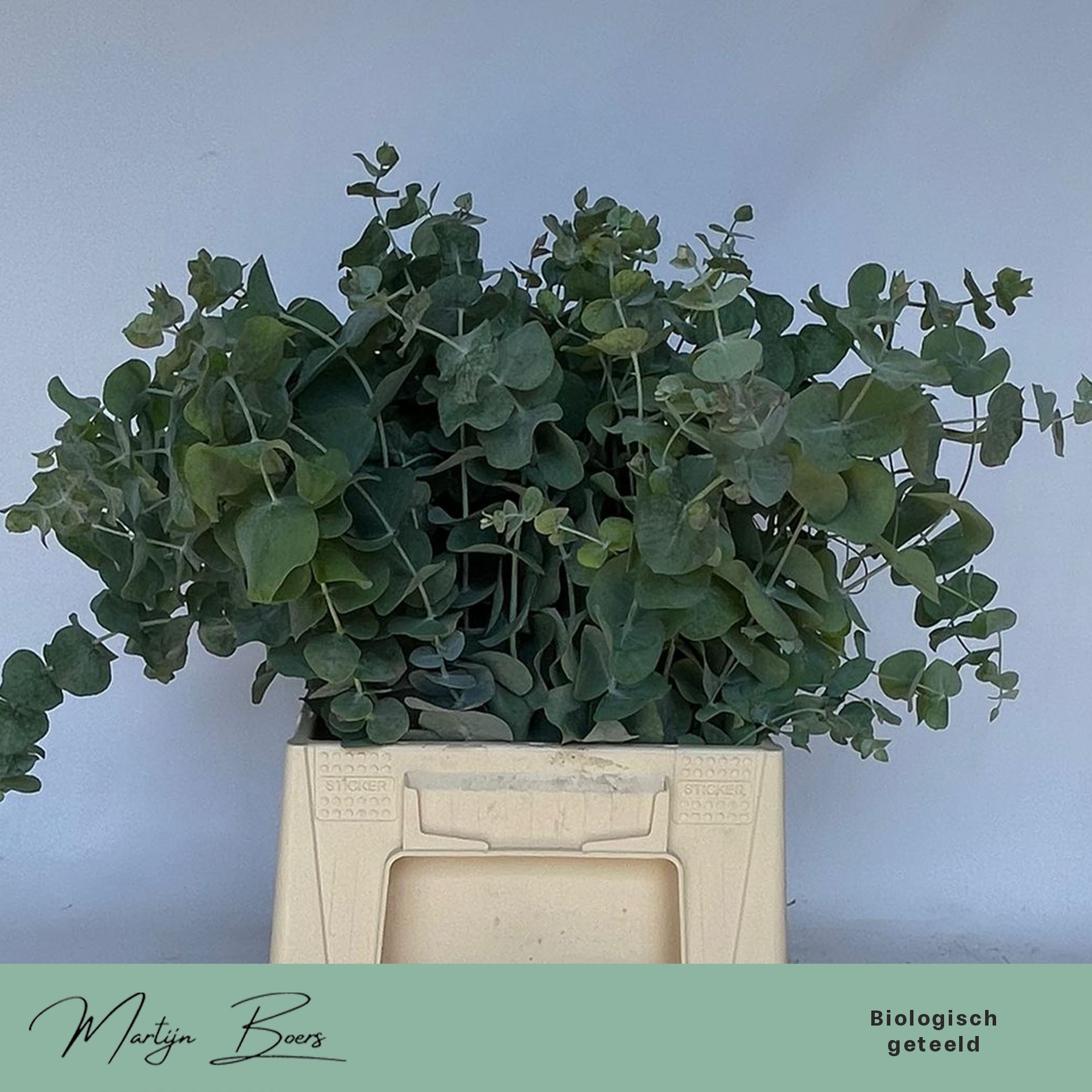 Эвкалипт Цинерея 50, шт.