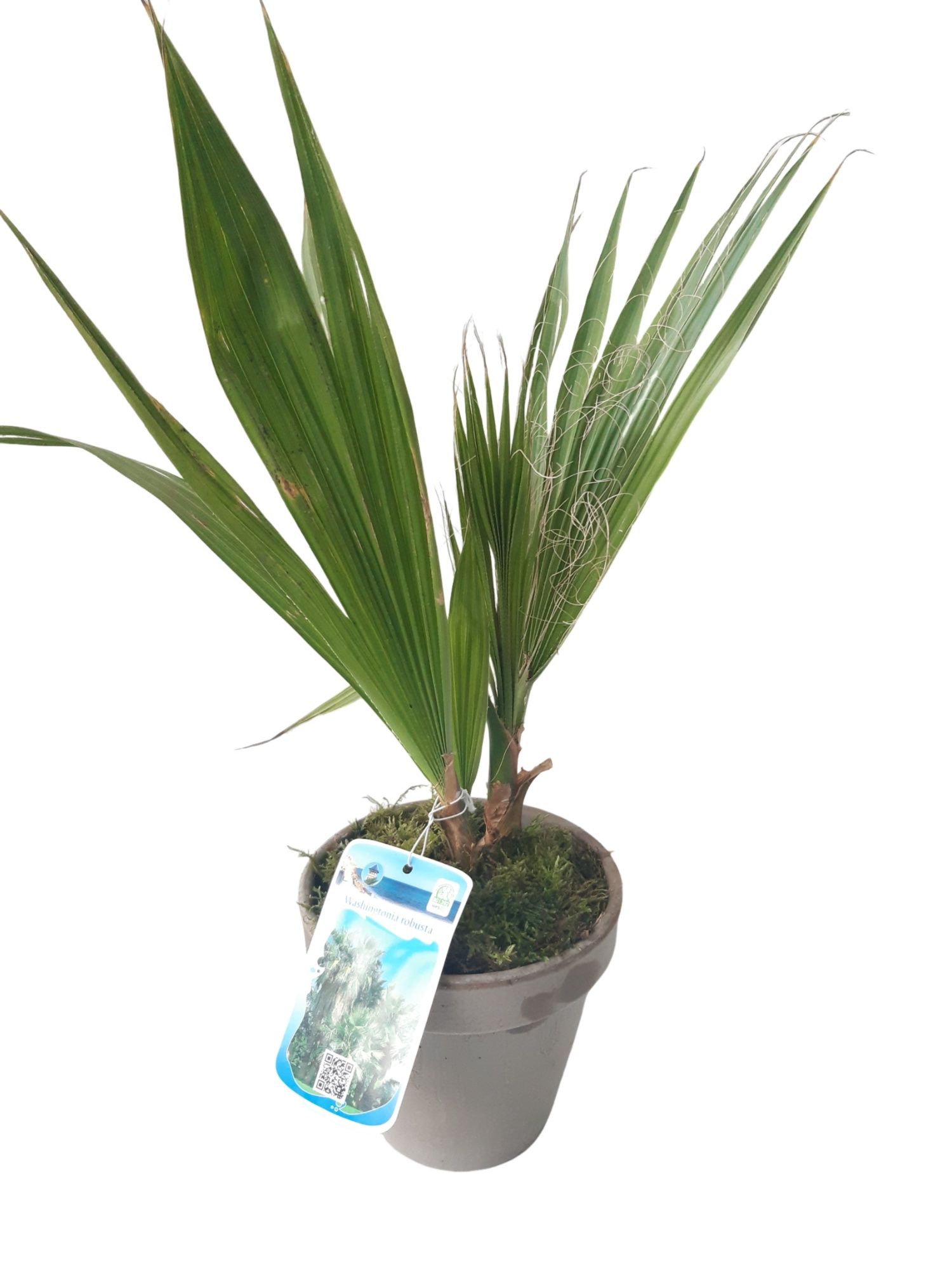 BLP16WR terrasbloempot grijs Olea Washingtonia Robusta, D 16