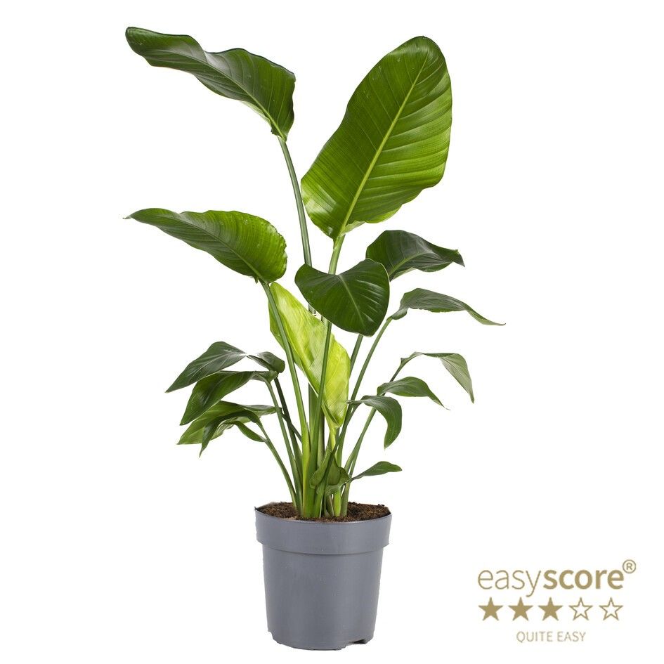 STRELITZIA NICOLAI, D 24