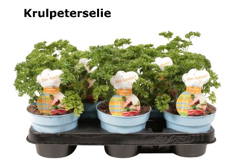 Peterselie krul, D 12 cm