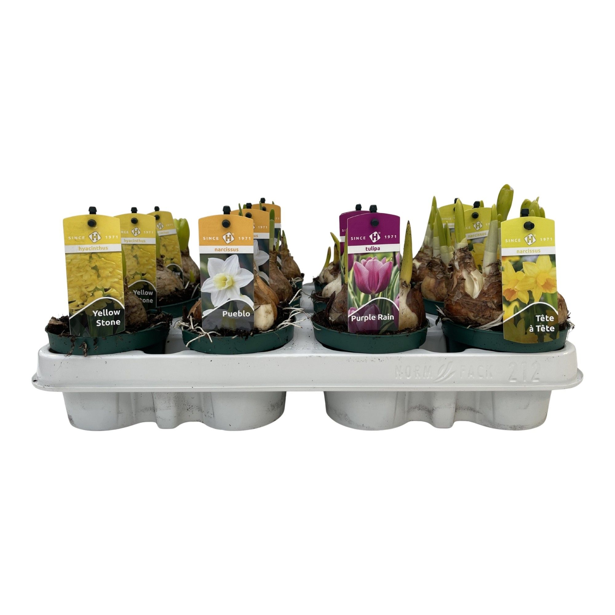 Bollenmix Luxe Hyacint/Tulp/Narcis 9 cm., D 9