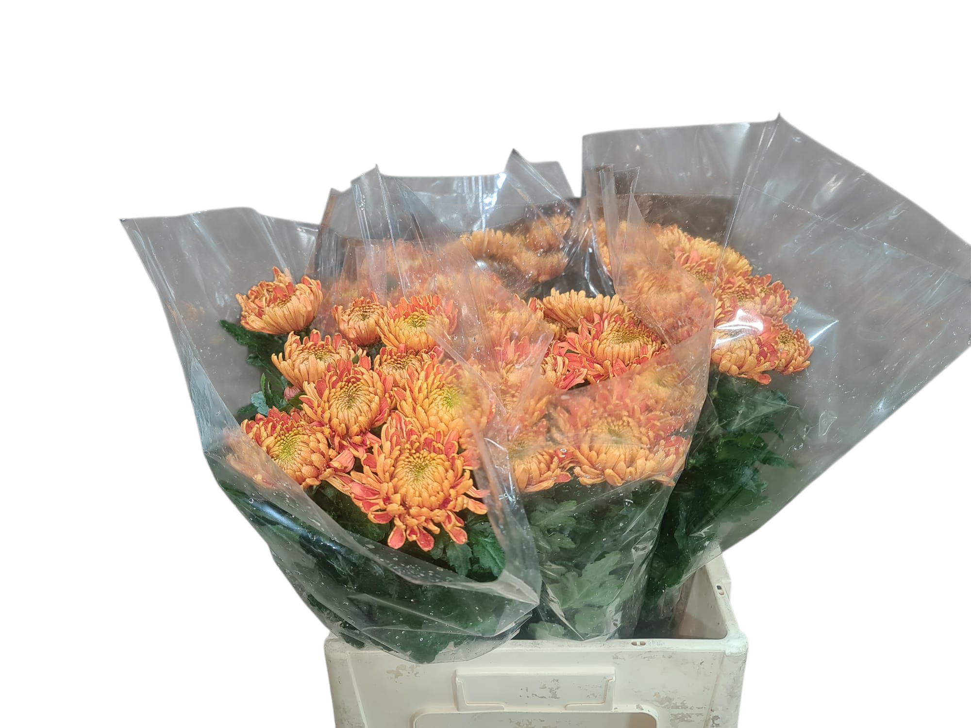 Хризантема од. Астро 60, шт.