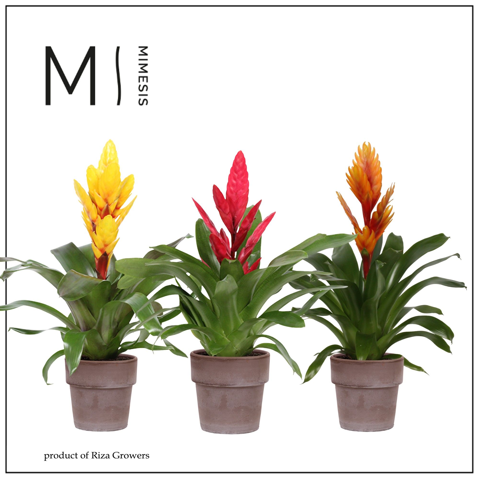 Vriesea Green - 13cm in Toscana | Mimesis, D 13