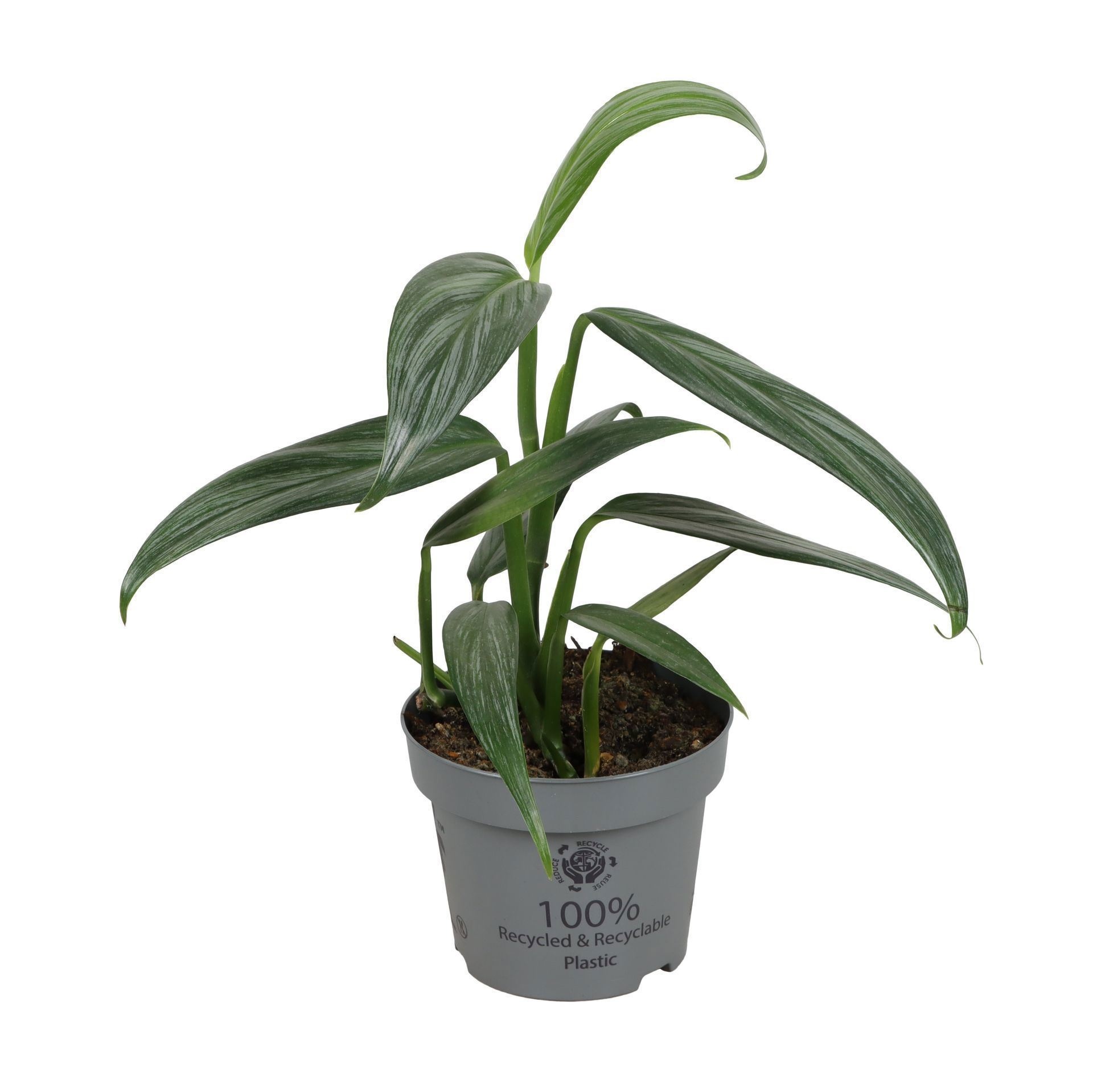 Epipremnum Amplissimum Silver 12 cm, D 12