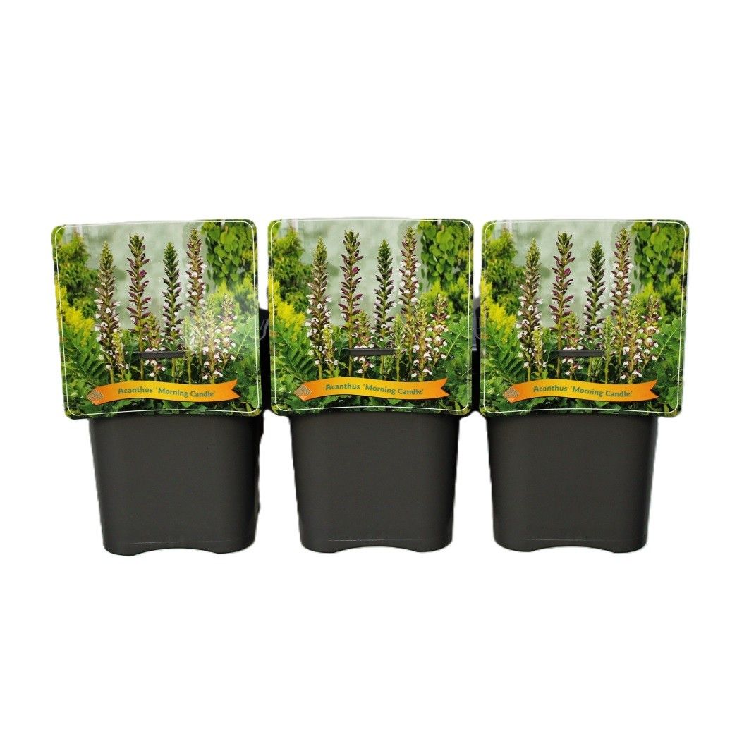 Acanthus 'Morning Candle' C5, D 21