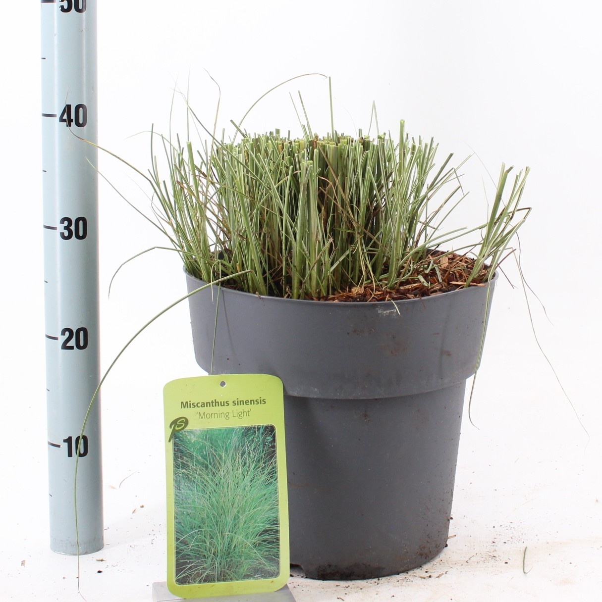 Miscanthus sin. 'Morning Light', D 29