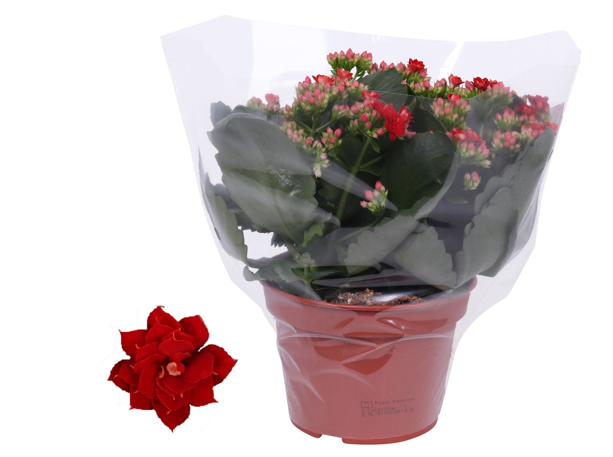 Kalanchoe Rosalina 15cm Don Justino rood, Blanco hoes, D 15