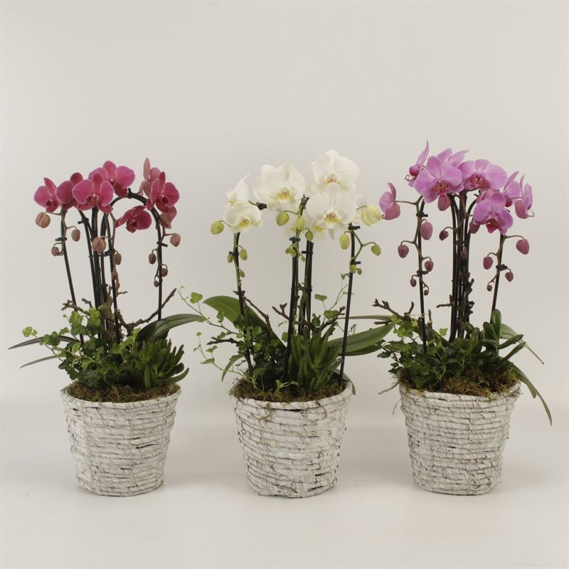 Phalaenopsis Elegant Cascade Mand Daphne triboga gemengd arrangement, D 19