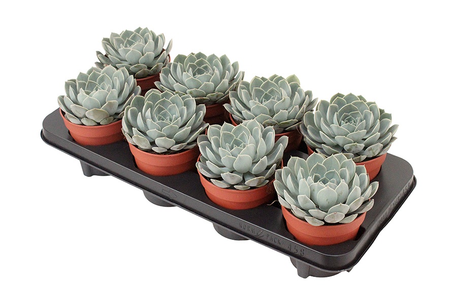 Echeveria Grande Cinza, D 12 cm