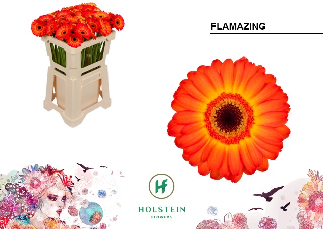 Гермини Фламэйзин, шт.