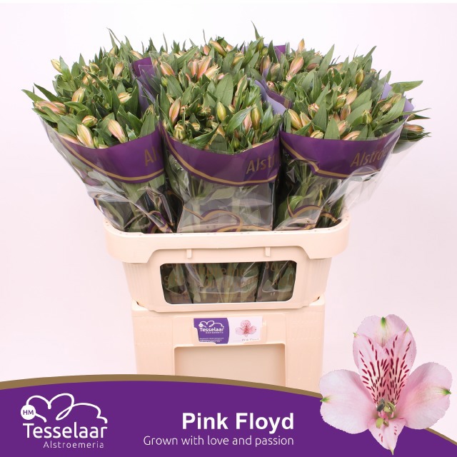 Альстромерия Пинк Флойд, шт.