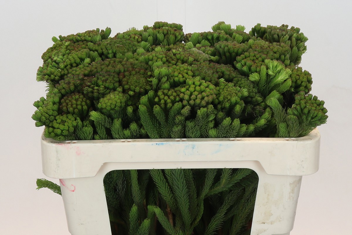 Бруния Альбифлора 50, шт.