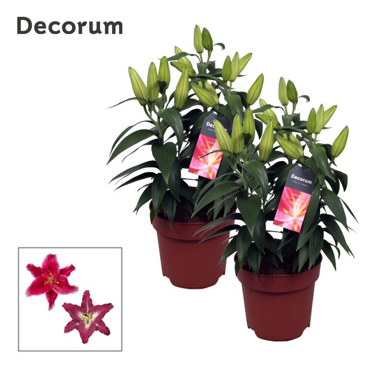 Lilium Oriental Mix 17cm full CC, D 17 cm Lilium Oriental Mix 17cm full CC, D 17 cm