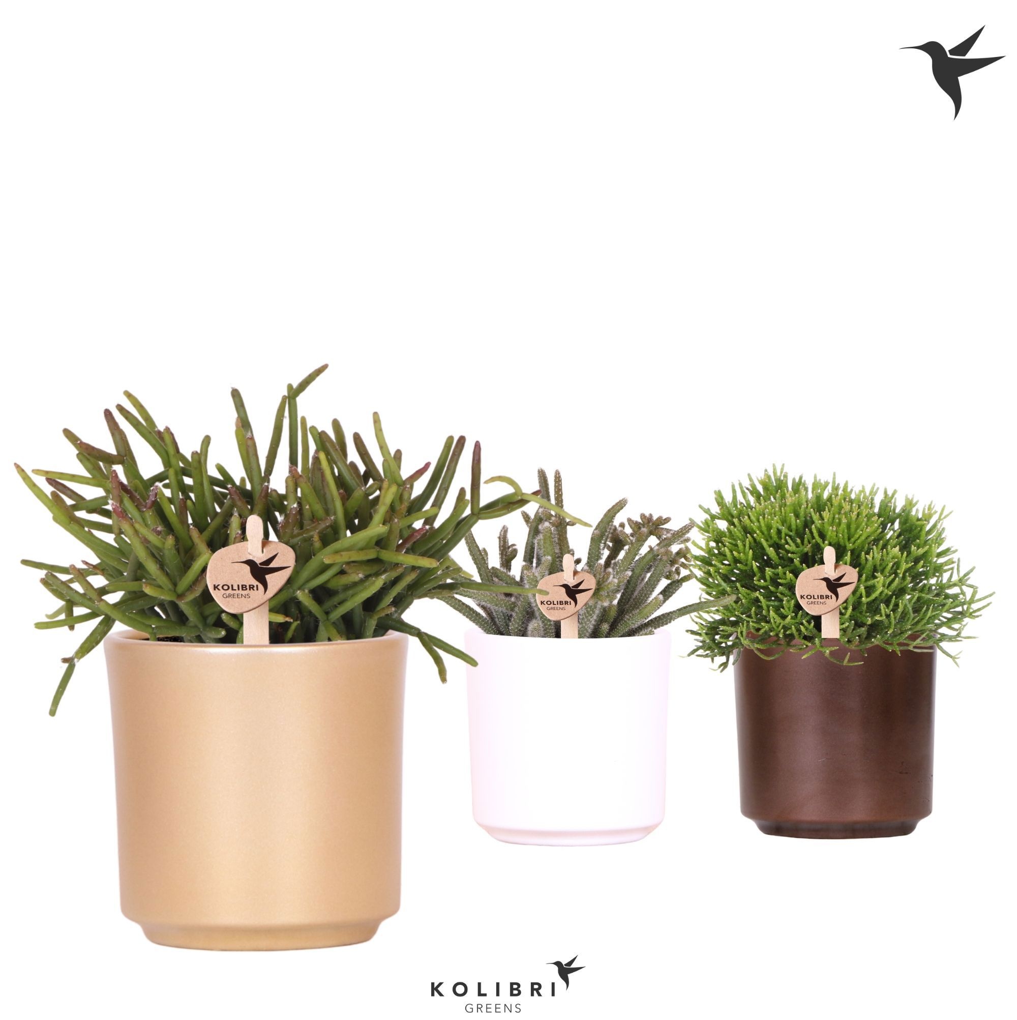 Kolibri Greens Rhipsalis mix in Simplicity pot mix, D 9