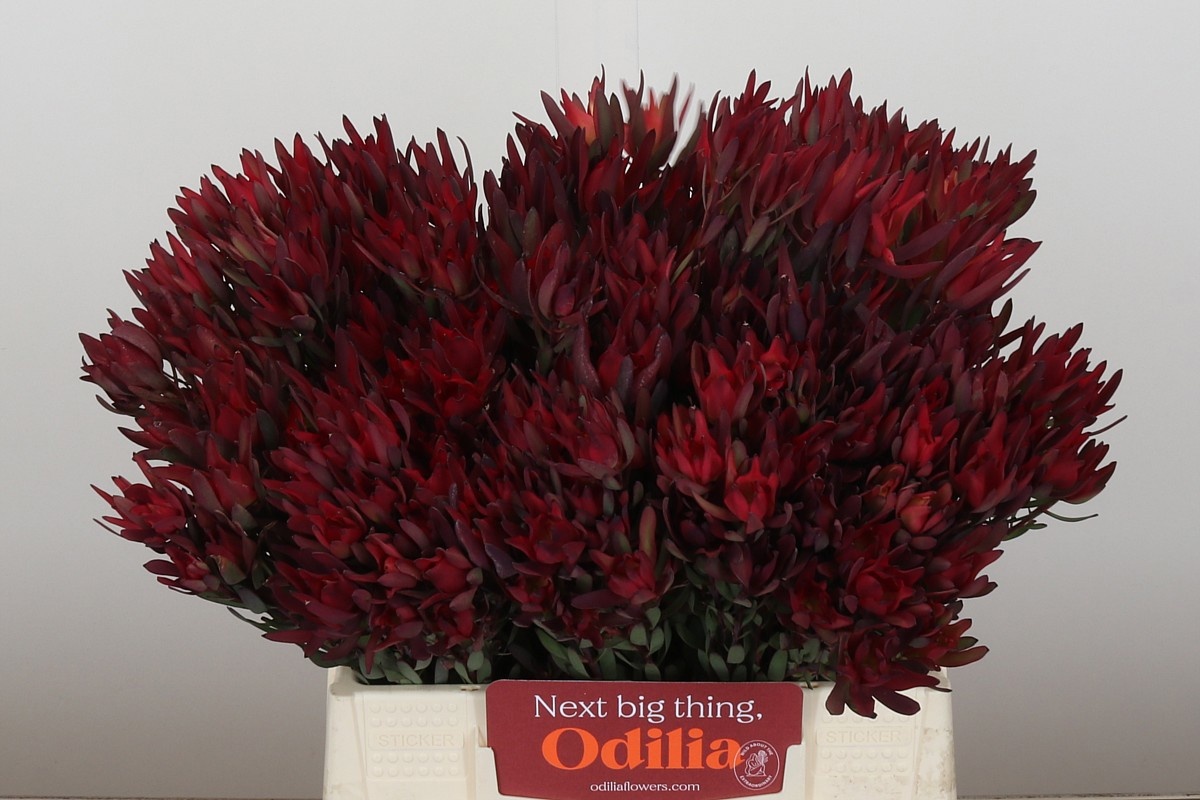 Леукадендрон Блаш 40, шт.