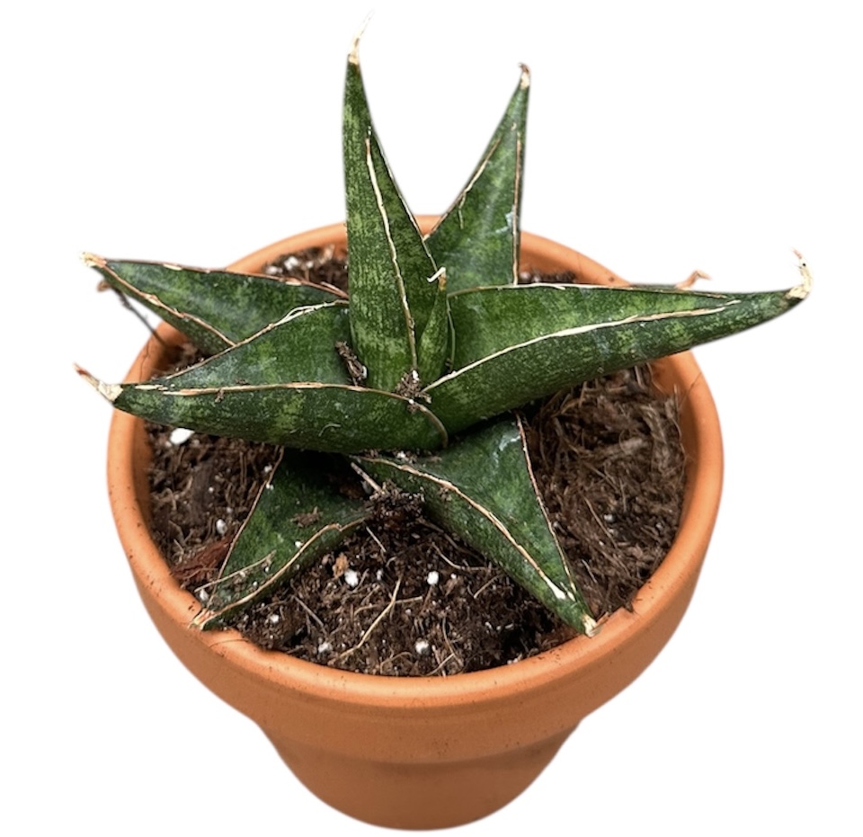 Sansevieria Prabu, D 8