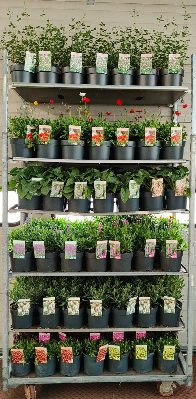 624 : Pot 19 cm vanaf 20 cc karren VASTE PLANTEN MIX KARREN - GROWERS CHOICE, D 19