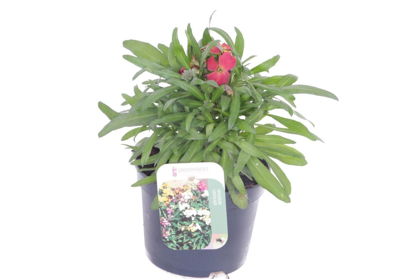 Erysimum Erysistible Magenta, D 13