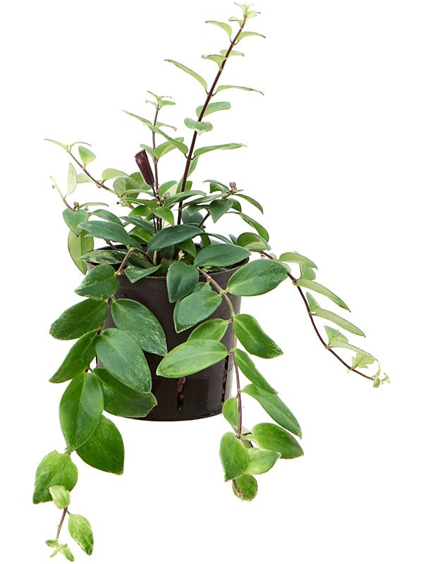 Aeschynanthus lobbianus, D 13