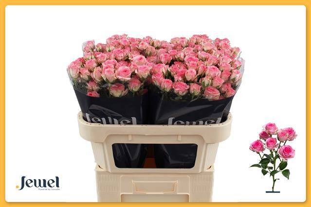 Роза куст. Тралала 70, шт.