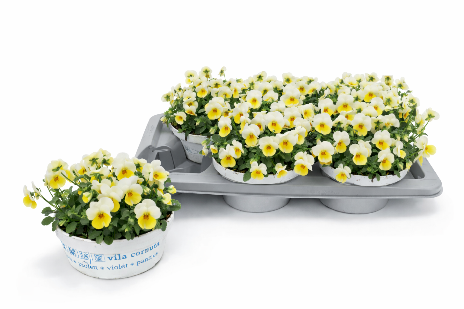 Viola Cornuta Beacon Yellow, D 17