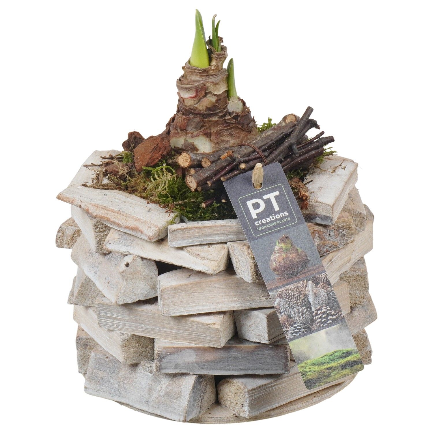 PTAA7547 Arrangement Amaryllis in houten bak, D 16 cm