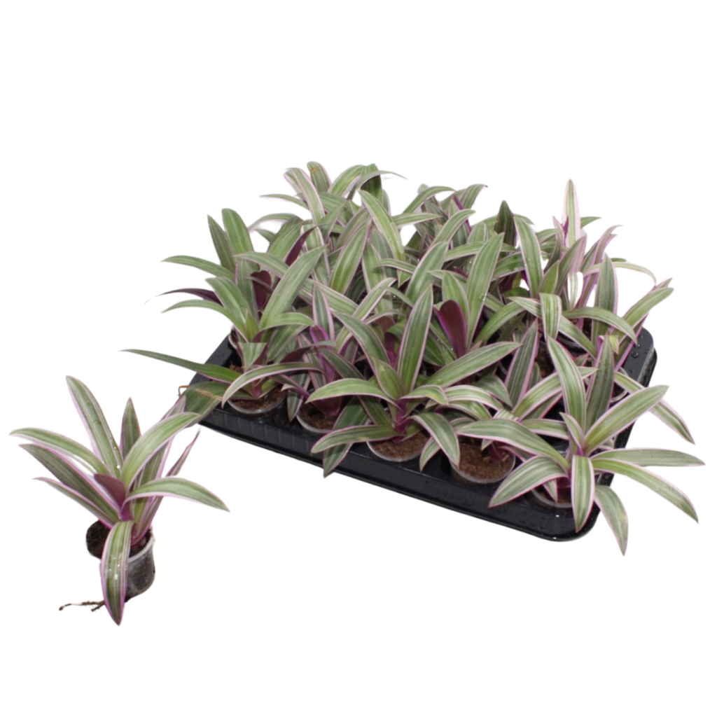 Tradescantia spa 'Reo Pink 5,5 cm'., D 5,5