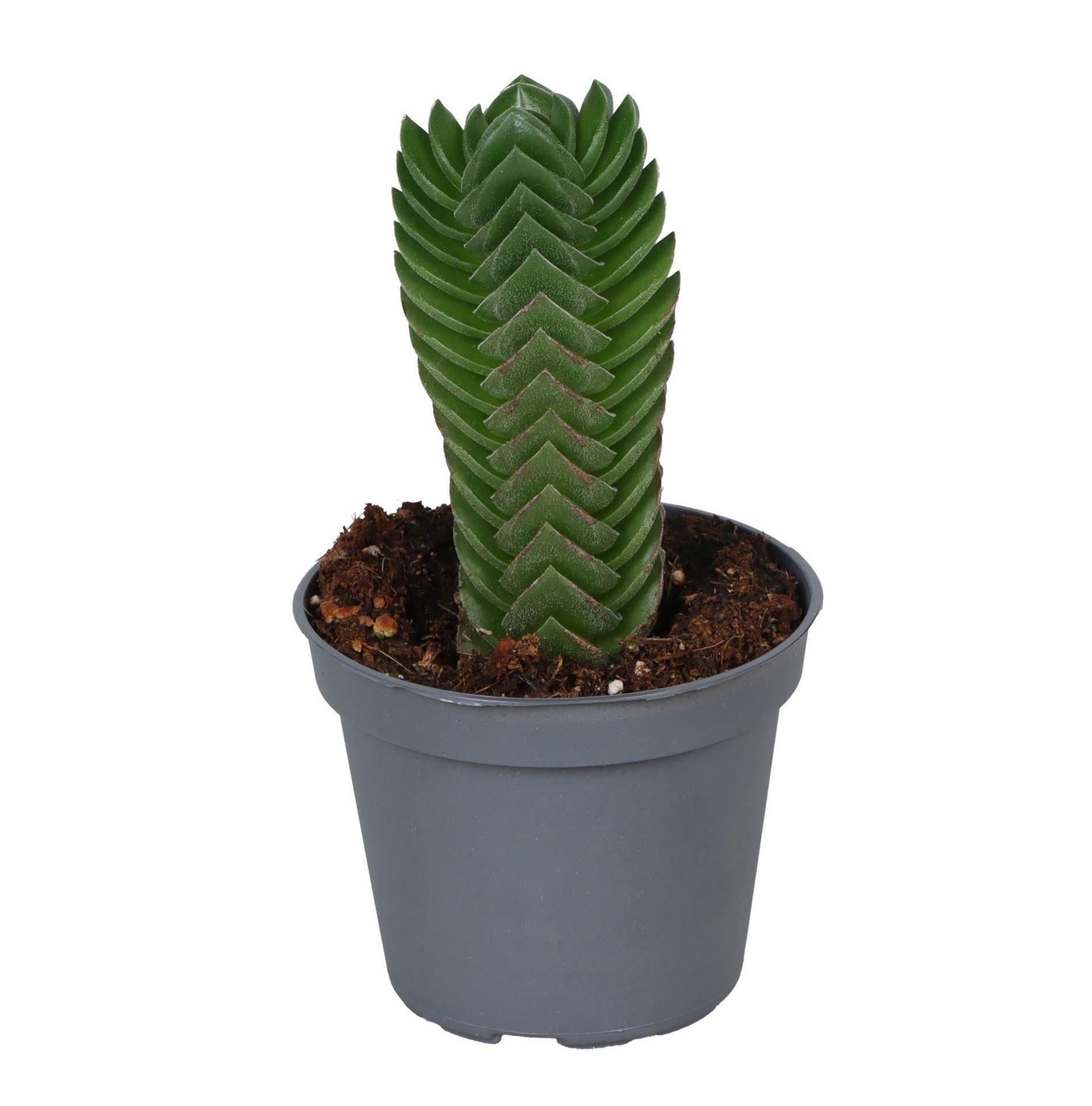 Crassula Buddha�s Temple, D 6