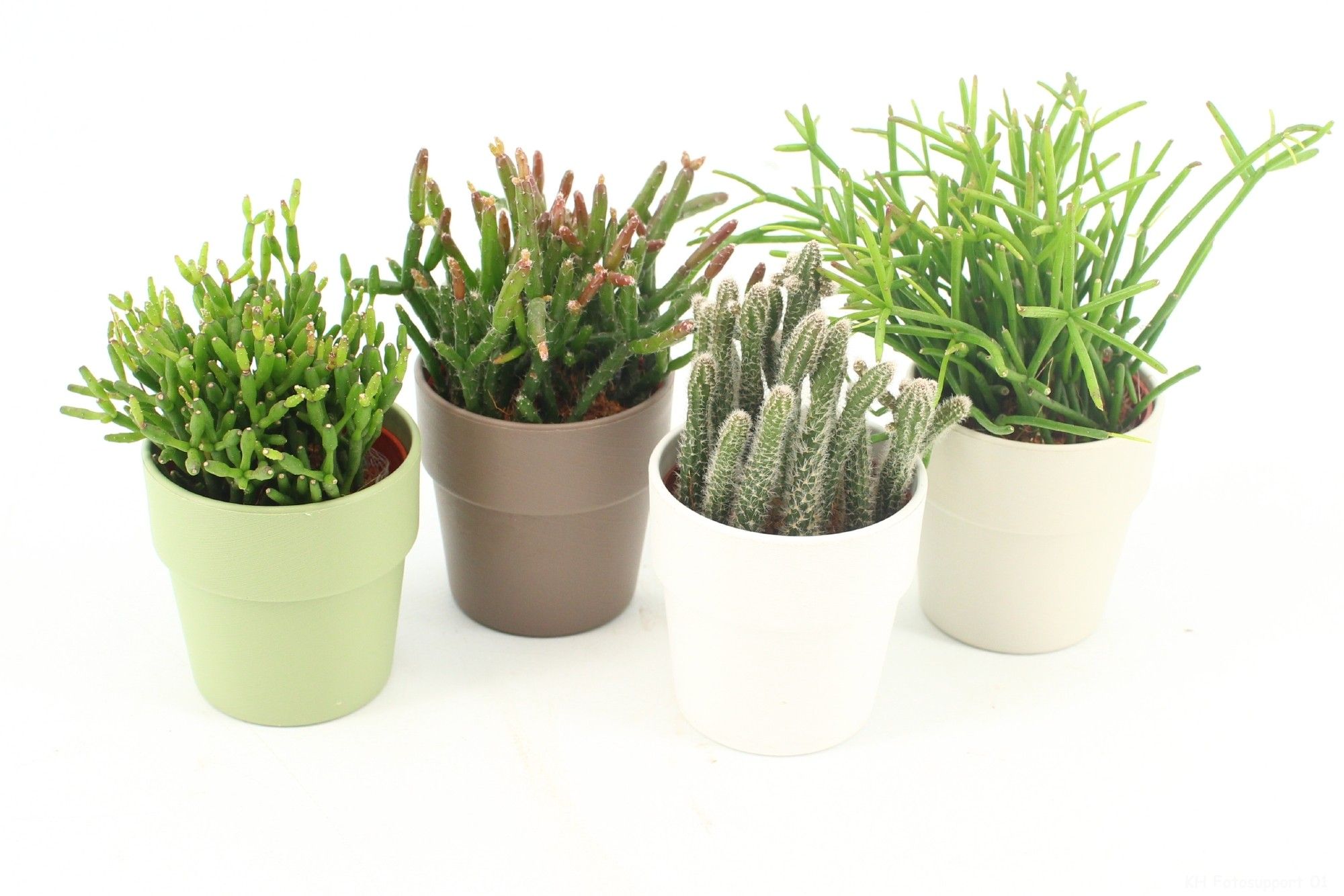 Rhipsalis gemengd P5,5 in Dubai, D 6