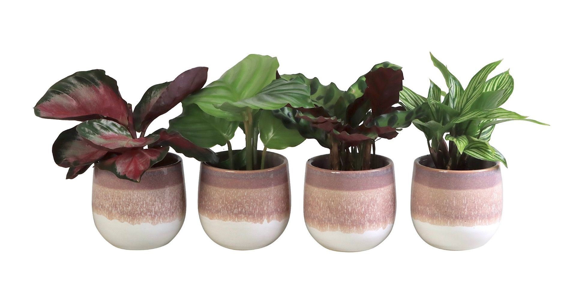 L 65841 with Calathea Mix 6 cm, D 6