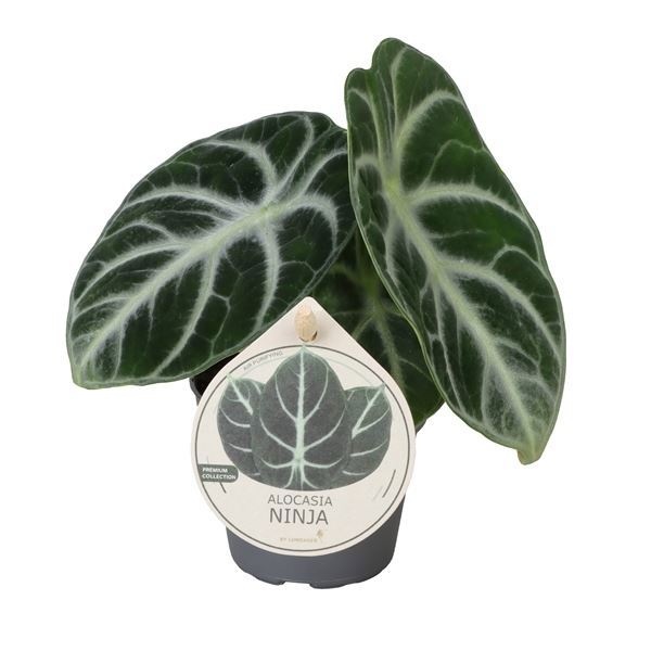 Alocasia Ninja W. Label 6 cm, D 6 cm