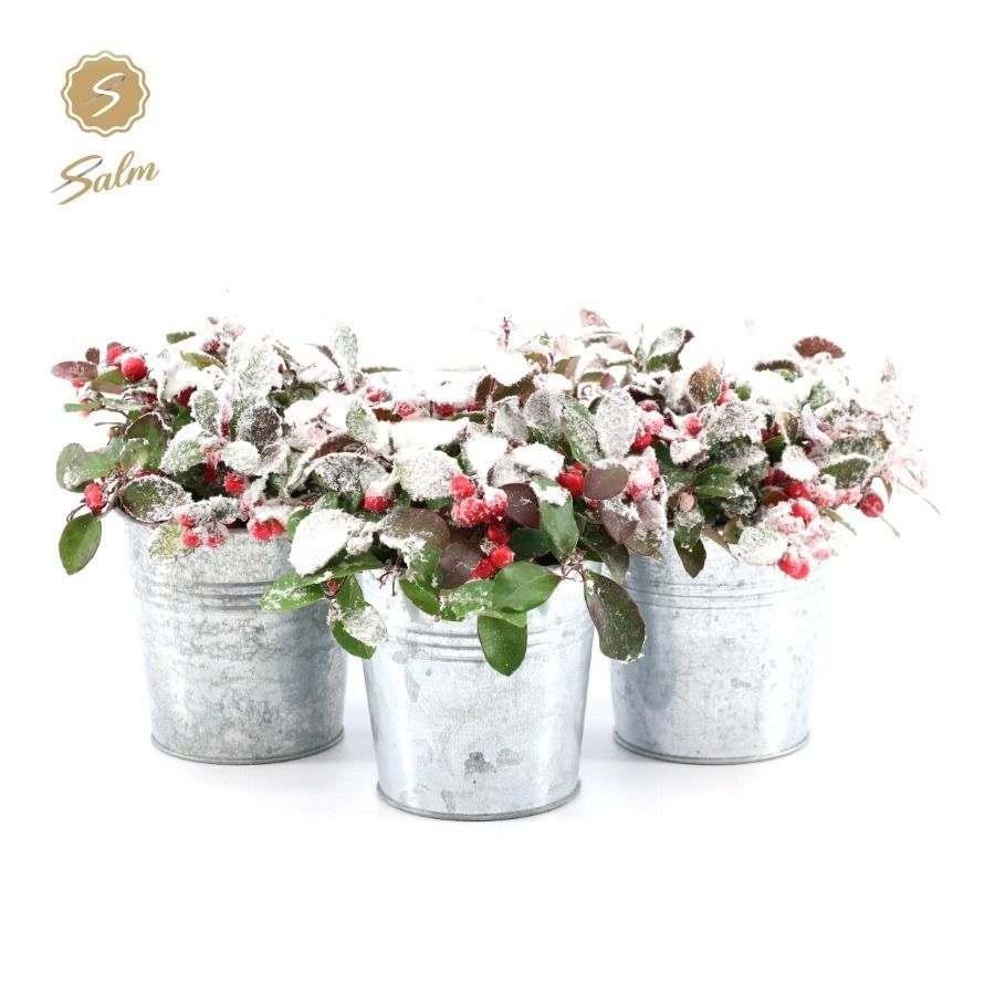 Gaultheria pr. 'Big Berry'® P10 in Zinc Old-Look + Snow, D 12 cm