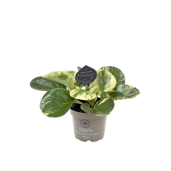 Peperomia Obtusifolia Green Gold 12 cm, D 12 cm