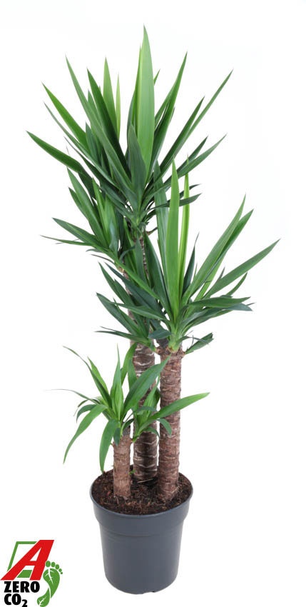 Yucca 90-60-30, D 27