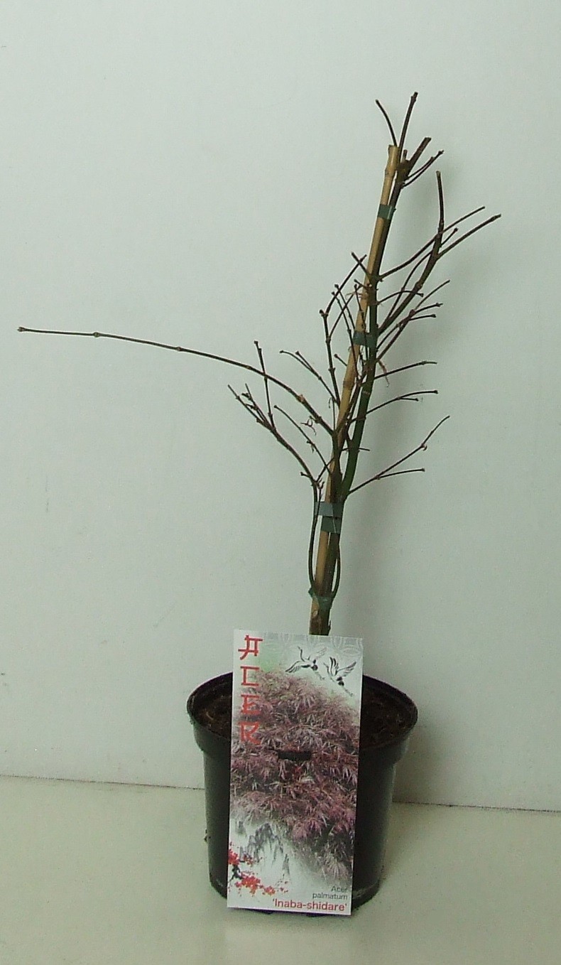 Acer palmatum 'Inaba-shidare' P19, D 19