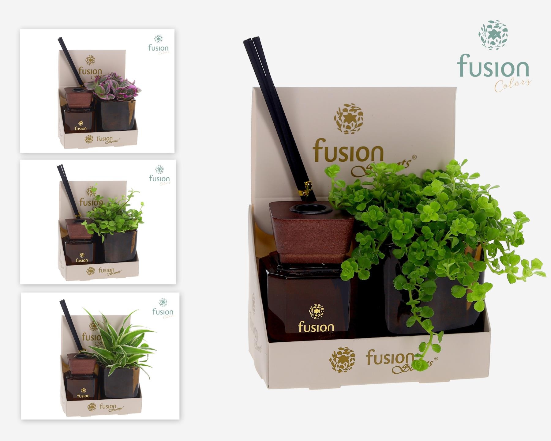 Fusion Scentsglazen gift set met Groene planten, D 7
