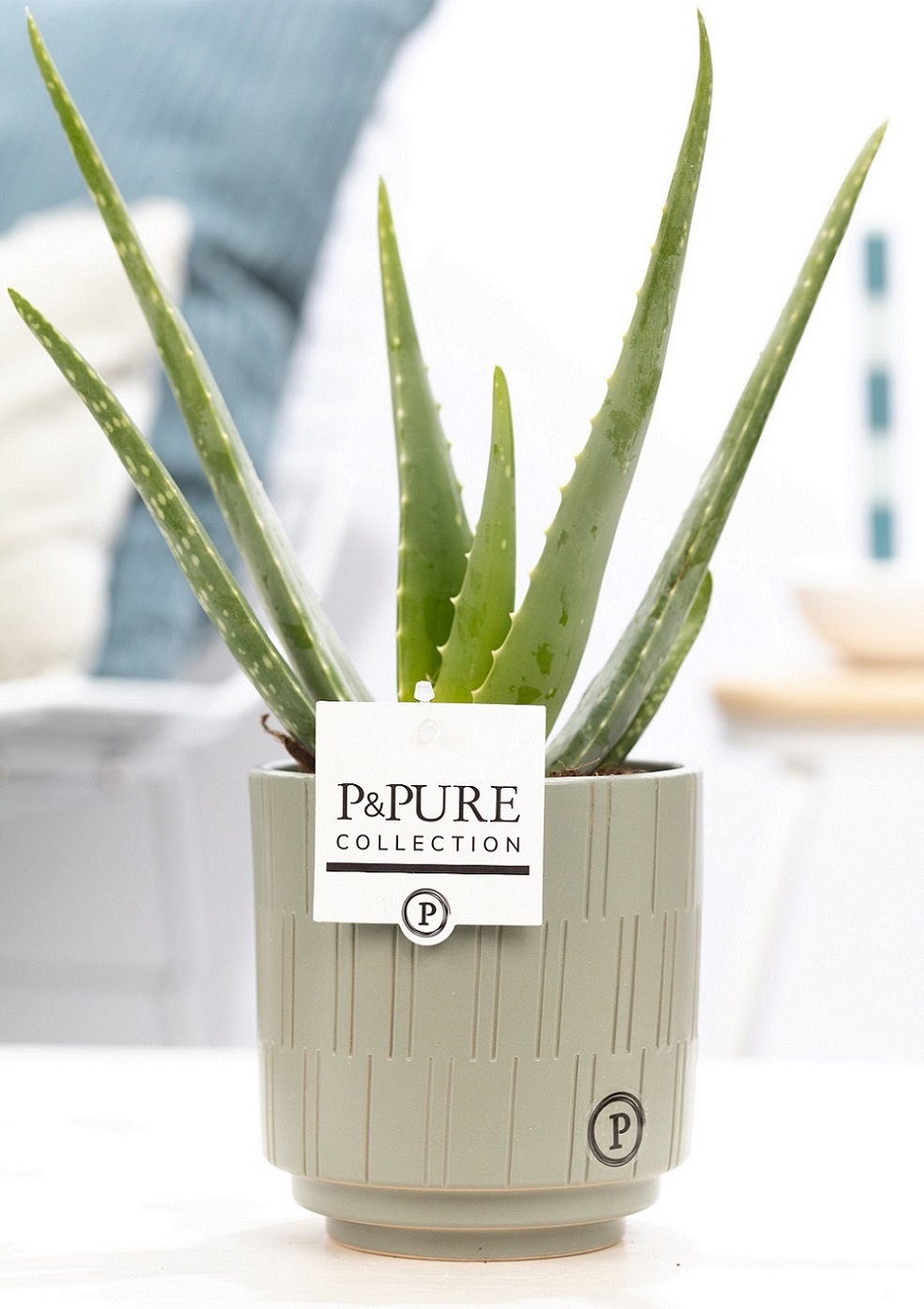 Aloe Vera in P&PURE Tess 2 ceramics grey, D 12