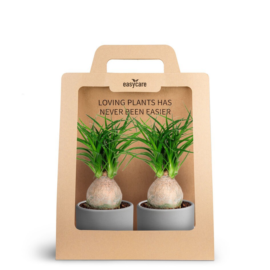Beaucarnea recurvata 30690003 2-Pack Raw Grey Beauc, D 7