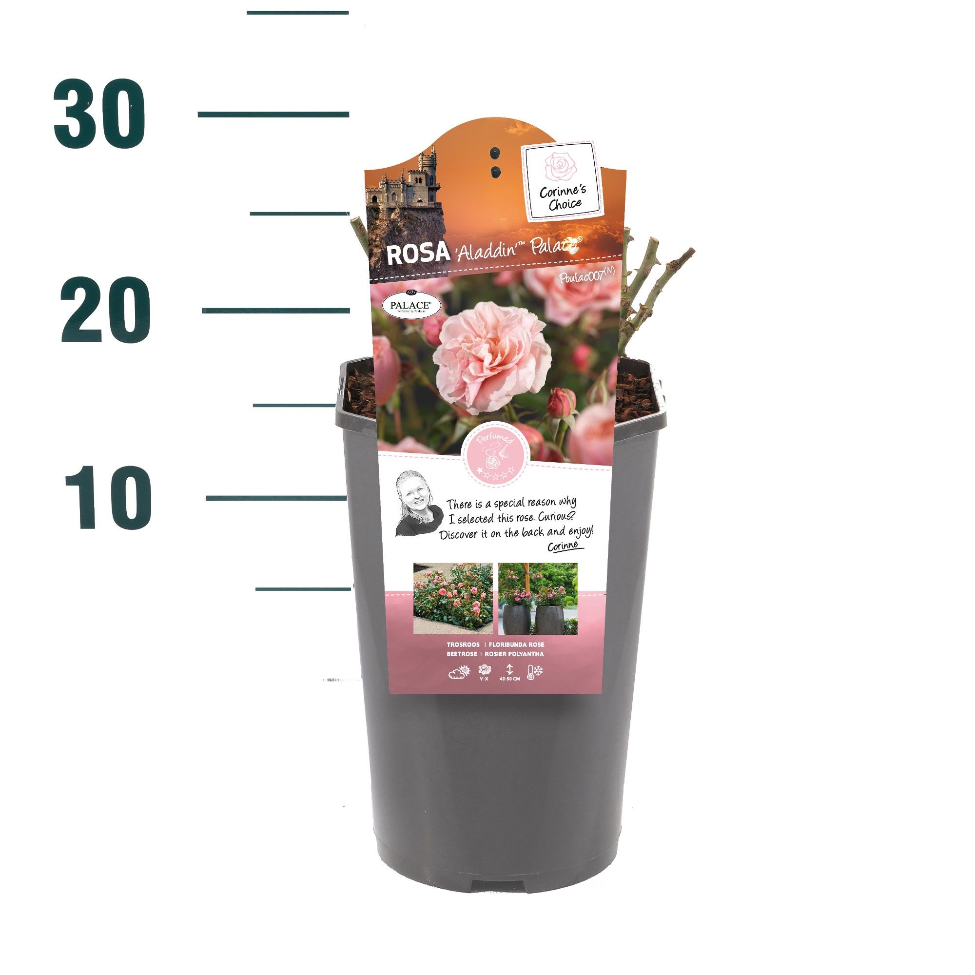 Rosa 'Aladdin Palace' - Struik - C3rp - Categorie 2, D 19 cm